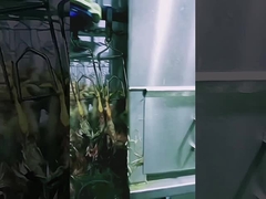 높은 용량 가축 도살 라인 하랄 닭 도살 기계 1000BPH